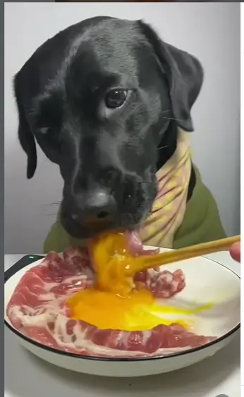 opiniones  y testimonios del curso "Chef de cuatro patas: dieta cocida para perros".