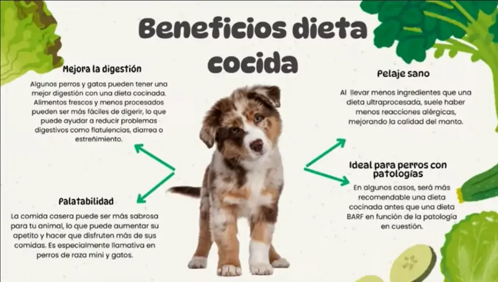 curso Chef de cuatro patas, beneficios dieta cocida para perros