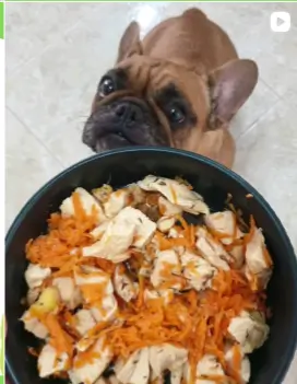 opiniones  del curso "Chef de cuatro patas: dieta cocida para perros".