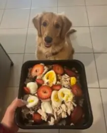 opiniones  y testimonios del curso "Chef de cuatro patas: dieta cocida para perros".