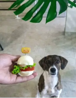 opiniones  y testimonios del curso "Chef de cuatro patas: dieta cocida para perros".