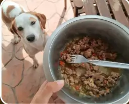 testimonios alumnos Mascotas Sanas con sus perros