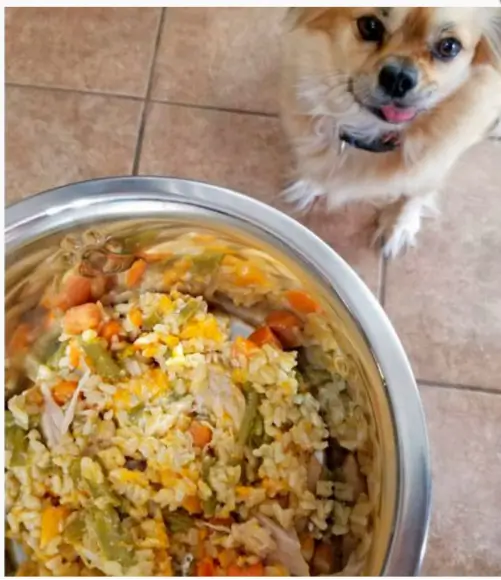 testimonios alumnos Mascotas Sanas