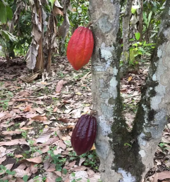el árbol de Cacao para producir Cacao Ceremonial